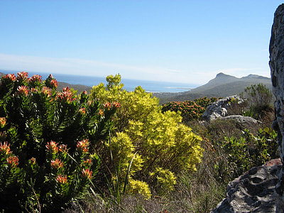 Peninsula Sandstone Fynbos growing in Table Mountain National Park in Cape Town, South Africa thumbnail