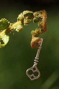silver-colored key on plant thumbnail