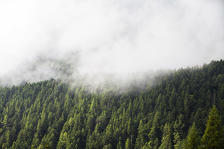 bird's eye view photography of green trees and clouds thumbnail