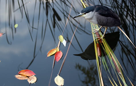 black-crowned night heron on water during daytime thumbnail
