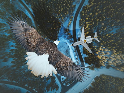brown and white eagle flying above white airplane aerial photography thumbnail