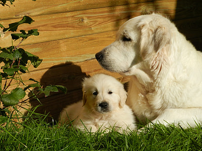 light golden retriever with puppy near brown wooden fence on green grass during daytime thumbnail