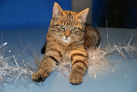 brown tabby cat lying on white surface thumbnail