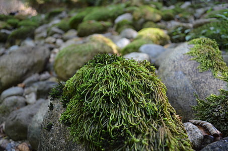 green grass and gray stones thumbnail