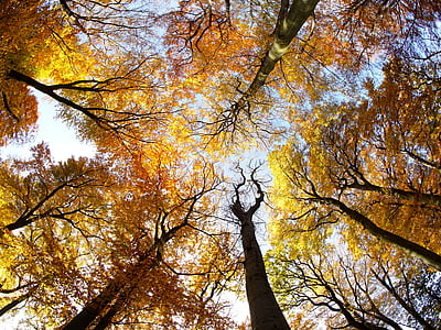 low angle photo of wilted trees thumbnail