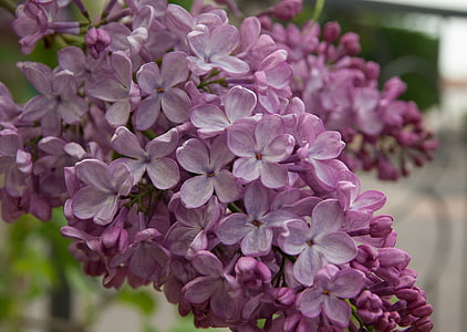 selective focus photo of purple petaled flowers thumbnail