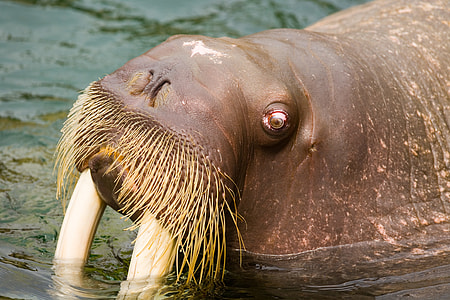 Head of the Walrus - Odobenus rosmarus thumbnail