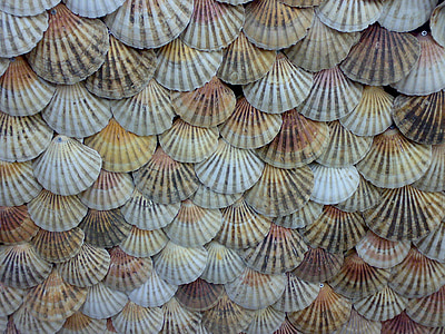 sea shell decor lot thumbnail