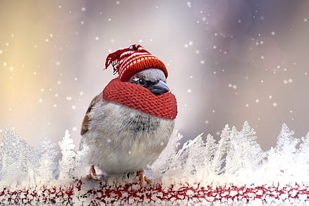 closeup photo of gray and brown bird thumbnail
