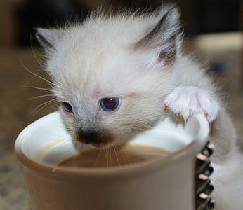 white kitten beside white ceramic mug thumbnail