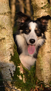 long-coated black and white dog in brown tree log thumbnail