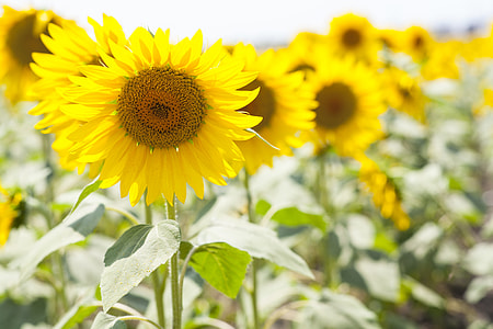 yellow sunflower field thumbnail
