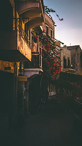 red bougainvillea flowers beside building thumbnail