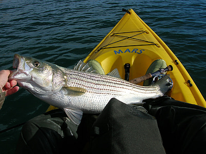 person on kayak caught fish thumbnail