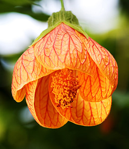 orange Chinese lantern flower closeup photography thumbnail