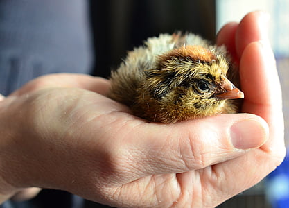 person holding yellow and brown chick thumbnail