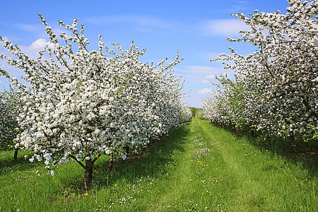 white flowers field on green grass field under blue sky thumbnail