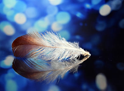 macro shot of white and brown feather thumbnail