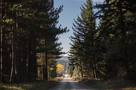 green tall trees between road thumbnail
