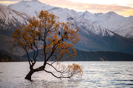 photography of brown leafed tree surrounded by lake thumbnail