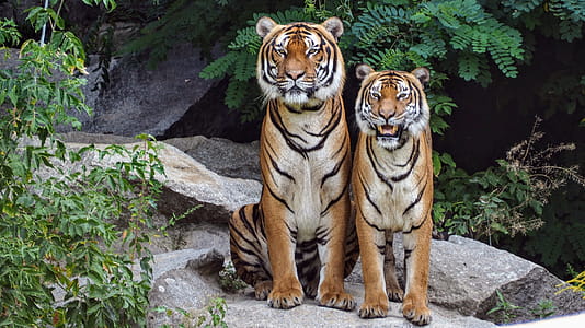 Two Orange Tigers Sitting Beside Each Other thumbnail