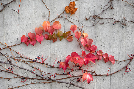 red and pink leaves on grey wooden wall thumbnail