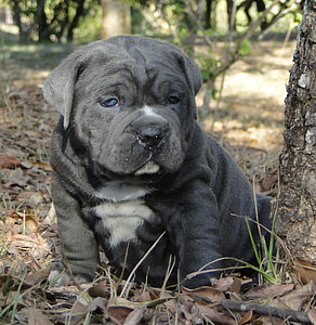 blue and white American bully puppy thumbnail