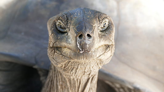 brown turtle in close-up photography thumbnail