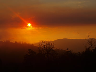 trees during golden hour thumbnail