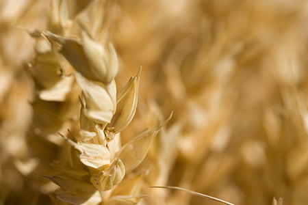 macro photography of brown wheat thumbnail