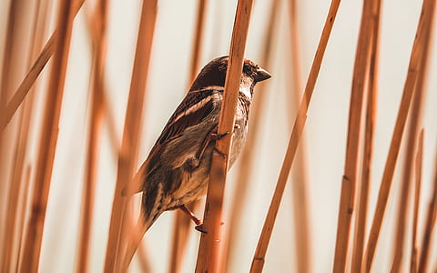 closeup photography of sparrow bird perched on brown stem thumbnail