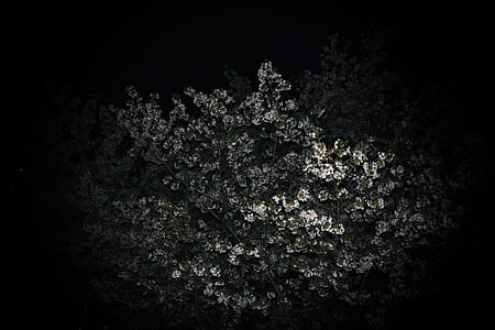 chiaroscuro photography of leaves thumbnail