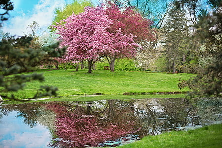 pink cherry blossom trees thumbnail