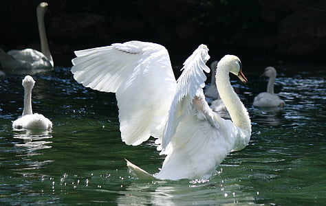 white swan thumbnail
