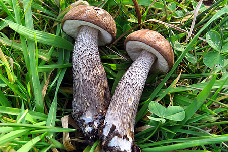 Mushrooms, Birch Mushroom thumbnail
