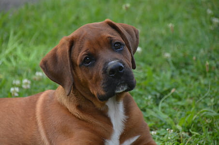 adult Blackmouth Cur laying on graass thumbnail