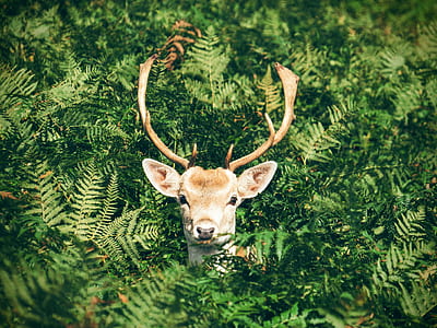 brown reindeer in brown grass during daytime thumbnail