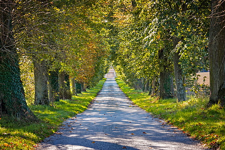 green trees in between gray pathway thumbnail