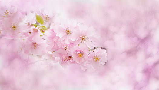 selective focus photography pink cherry blossoms thumbnail