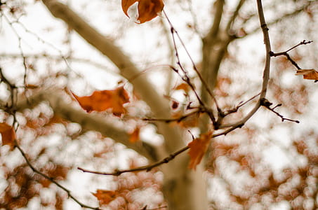 selective focus photo of brown leaf tree thumbnail