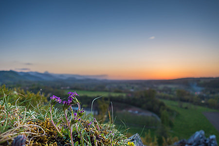 photo of purple petaled flowers on rock thumbnail