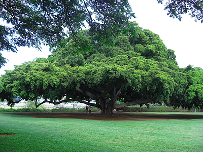 green leafy tree near green grass field thumbnail