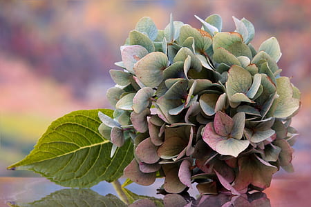 cluster of flower on top of mirror thumbnail