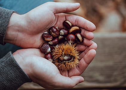 chestnuts on person's hand thumbnail
