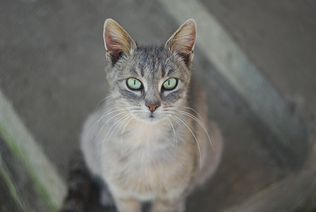 selective focus of short-haired gray cat thumbnail