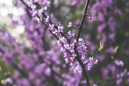 Purple and White Flowers thumbnail