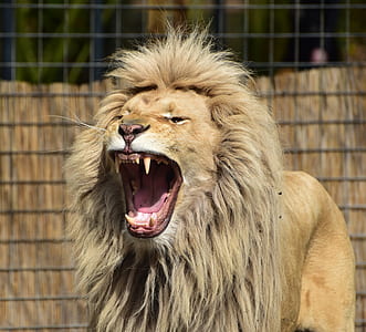 tan lion during daytime thumbnail