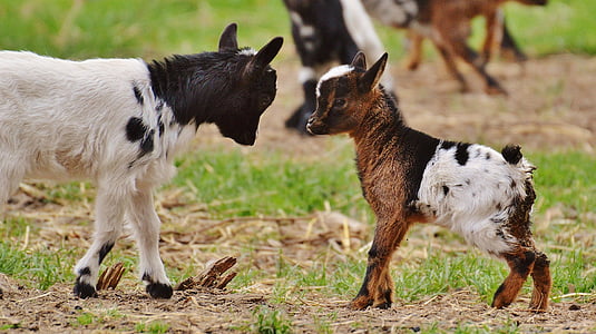 two kid goats on brown and green grass field thumbnail