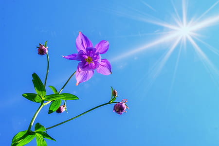 purple columbine flower in bloom at daytime thumbnail