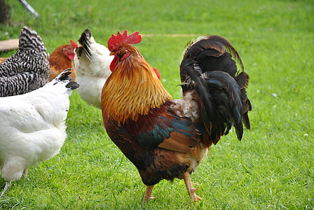selective focus photograph of rooster thumbnail